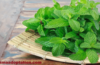 7 Best Effect Of Craving Mint Leaves During Pregnancy