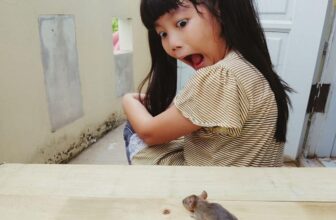 Mouse In The House With Baby? Safe & Fast Removal Tips!